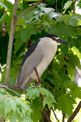 Black-crowned night heron perched on a tree branch.