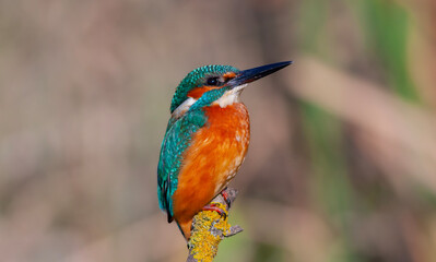 colorful bird spying on its prey on dry branch,Common Kingfisher, Alcedo atthis