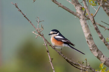 bird looking around  in woodland, Masked Shrike, Lanius nubicus