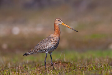 bird watching on the grass, Black-tailed Godwit, Limosa limosa
