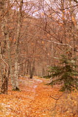 forêt automnale 