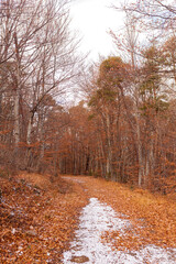 forêt automnale 