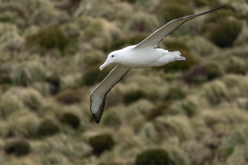 Southern royal albatross (Diomedea epomophora)