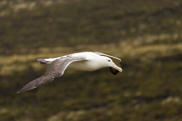 Southern royal albatross (Diomedea epomophora)