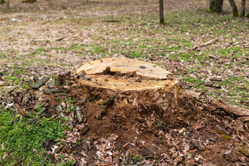Stump of old tree in a bright and green forest.