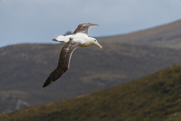 Southern royal albatross (Diomedea epomophora)