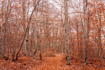 forêt automnale 