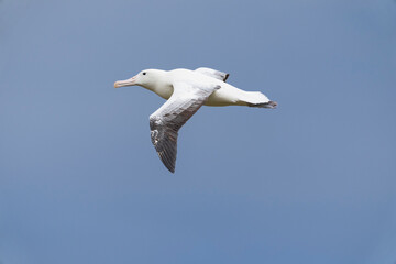 Southern royal albatross (Diomedea epomophora)