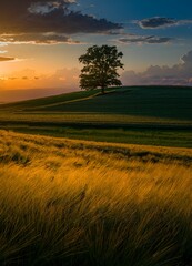Vertical shot of a grass fields and a hill during sunset