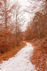 forêt automnale 
