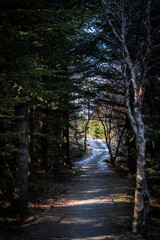 A narrow sunlit path in the forest, surrounded with birch and pine trees. 