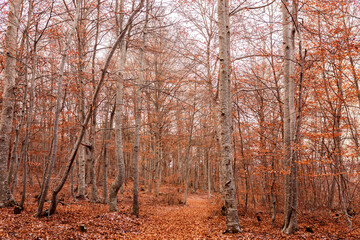 forêt automnale 