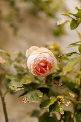Fleurs 