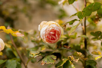 Fleurs 