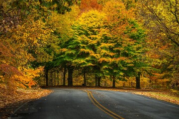 Scenic view of an asphalt road covered with fallen leaves in Cherokee park in autumn