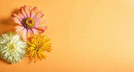 Happy mothers day background with copy space by cut flowers shows zinnia blooms on orange color.