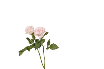 two beautiful blooming pale pink roses with transparent background