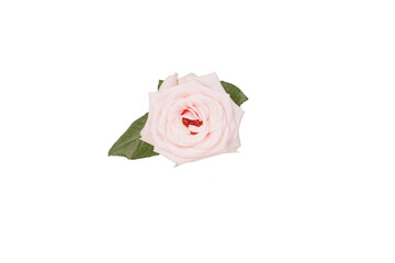 one beautiful blooming pale pink rose with transparent background