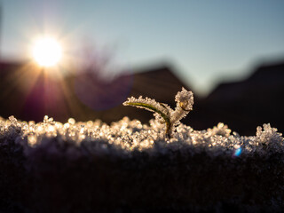 planta helada con escarcha con el sol de fondo
