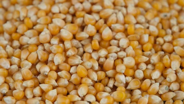 popcorn seeds close up