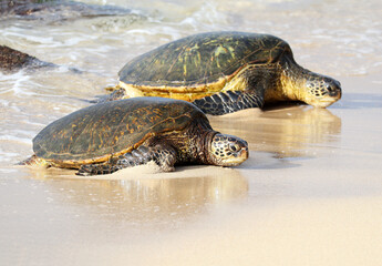 Two Green Sea Turtles coming ashore at a Beach, surfs in background. Maui, Hawaii, USA.