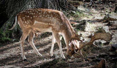Graceful Persian fallow deer grazing in a woodland