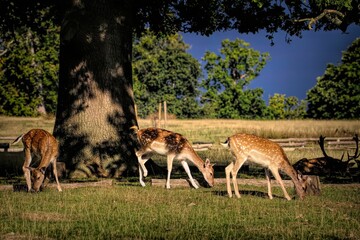 Beautiful European fallow deer grazing in a pasture on a sunny day