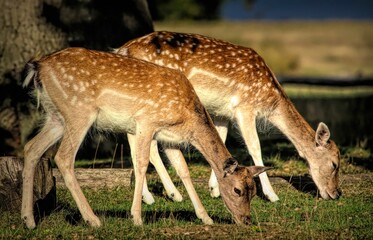 Closeup of beautiful European fallow deer grazing in a pasture on a sunny day