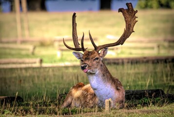 Closeup of a graceful European fallow deer with big antlers sitting in a pasture
