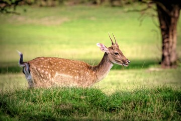 Naklejka na ściany i meble Young European fallow deer captured in a green pasture captured from the side
