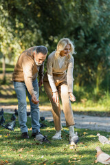Fototapeta premium full length of happy middle aged couple luring wild pigeons in park.