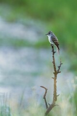 Western Wood-Pewee bird perching on a branch