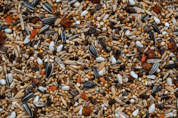 texture of parrot food