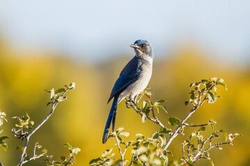 Woodhouse Scrub Jay perching on tree branch