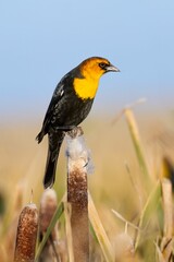 Fototapeta premium Yellow-headed Blackbird perching on wood