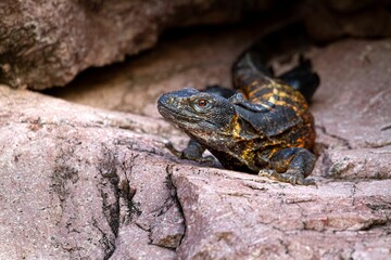 Black Iguana perching on rock
