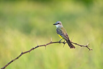 Tropical Kingbird perching on branch