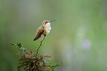 Rufous Hummingbird perching on branch © Justin Martens Wolf/Wirestock Creators