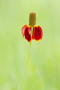Vertical shot of a an Upright Prairie Coneflower on a blurred green background
