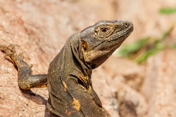 Mexican spiny-tailed iguana perching on rock