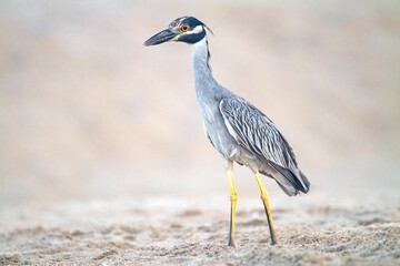 Yellow-crowned Night heron in blurred background