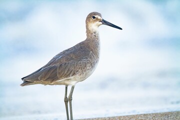 Willet in blurred background