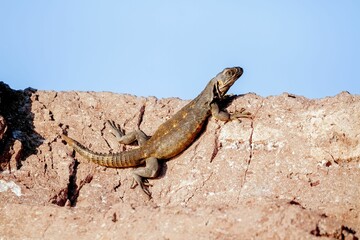 Closeup shot of a Mexican spiny-tailed iguana sitting on a rock against the blue sky