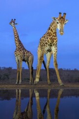 View of giraffes standing near water © Rick Beldegreen/Wirestock Creators
