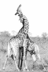 Vertical grayscale shot of two giraffes