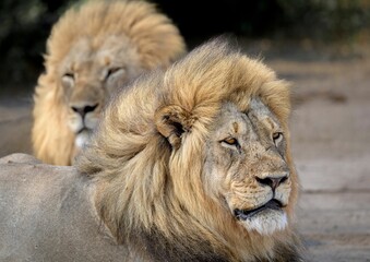 Obraz premium Closeup of male lions head