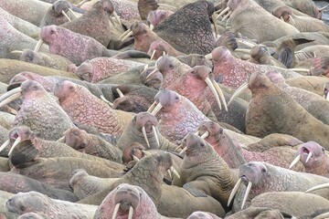 Aerial view of herd of walruses