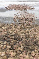 Vertical shot of a herd of Walruses (Odobenus) on the seashore in Alaska, Aleutian Archipelago