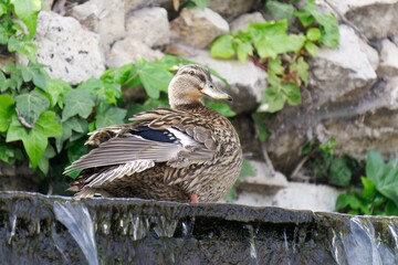 Duck cooling off next to a waterfall