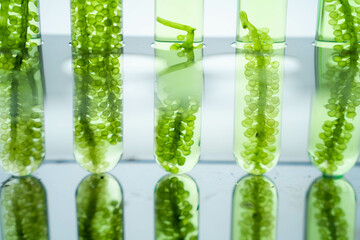Grape Seaweed example in bio labbaratory.